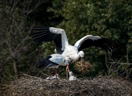 Build a nest for love
