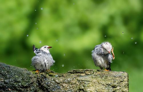 Feather combing