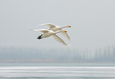 Flying Together