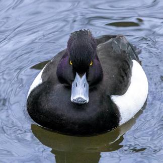 Angry Tufted Duck