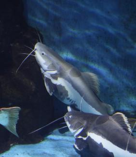 Red tailed catfish 1