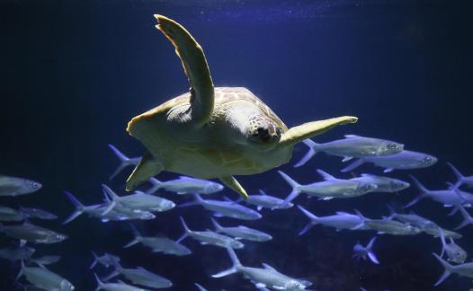 sea turtle 2