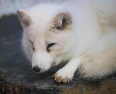 White Fox 2