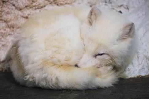 White Fox 3