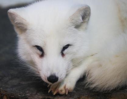 White Fox 4