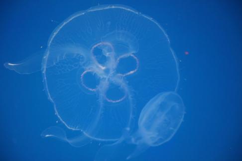 jellyfish 39
