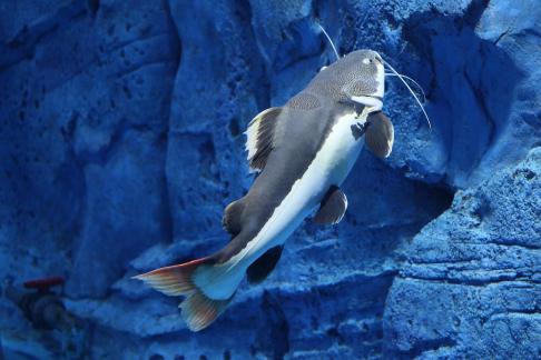 Red tailed catfish 2