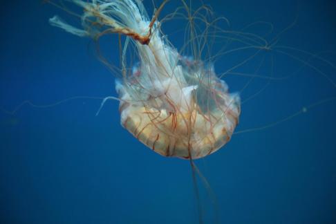 jellyfish 15