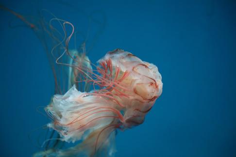 jellyfish 16