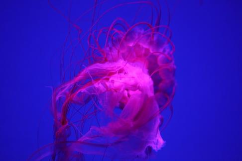 jellyfish 17