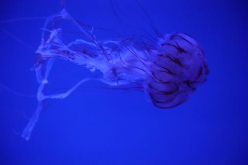 jellyfish 18