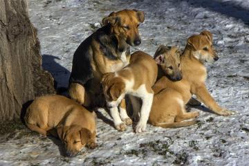 Dogs family-2