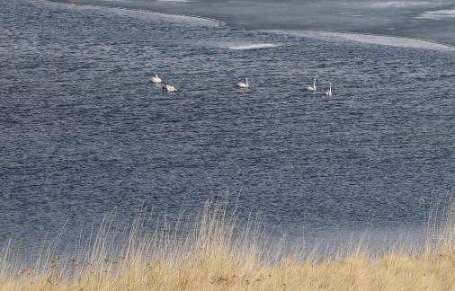 Middle reaches of Swan Lake 2