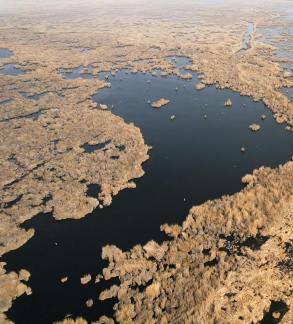 The vast expanse of reed marshes 6
