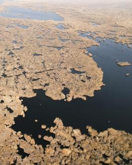The vast expanse of reed marshes 8