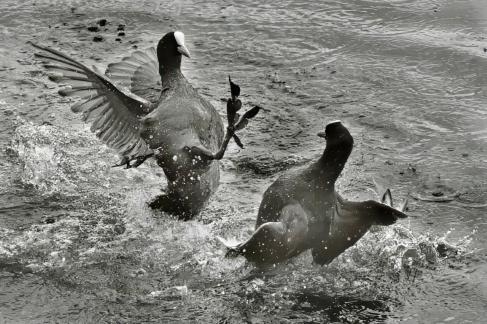 Coot Attack