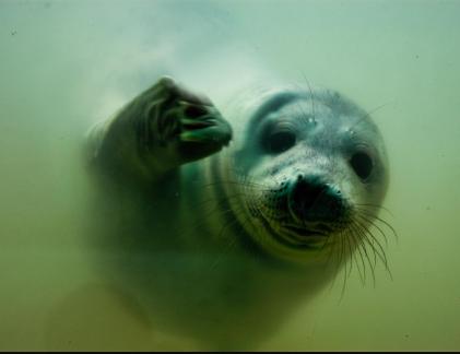 Friendly Seal