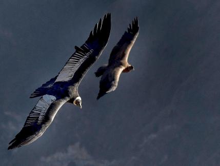 Flight of the Condor 6