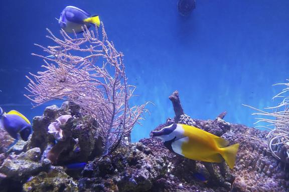 Inhabitants of the deep sea