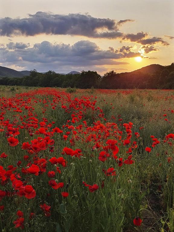 Poppy field