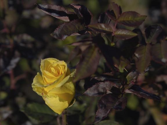 Yellow rose-2