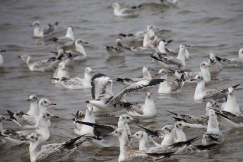 Gull Dance 4