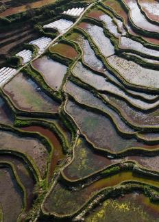 Terraced fields scenery 33