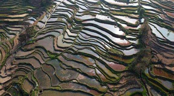Terraced fields scenery 35