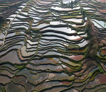 Terraced fields scenery 36