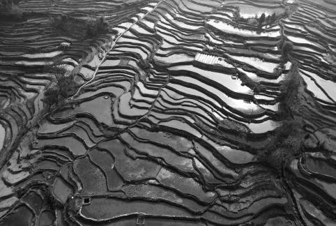 Terraced fields scenery 37