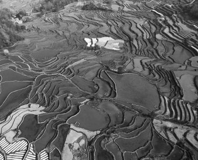 Terraced fields scenery 39