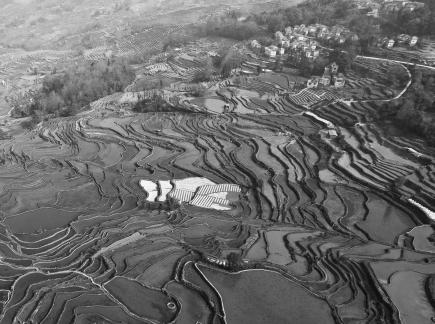 Terraced fields scenery 40