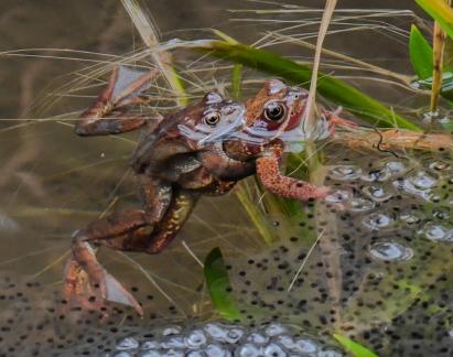Pair of Frogs