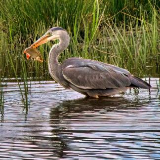 Grey Herons Lunch