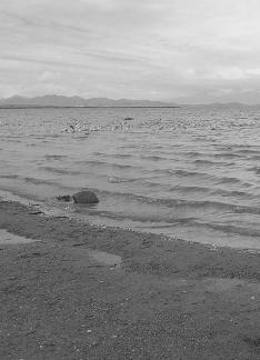 Swan Lake 2