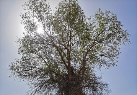 Desert vegetation 17
