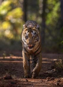 Il cammino della tigre