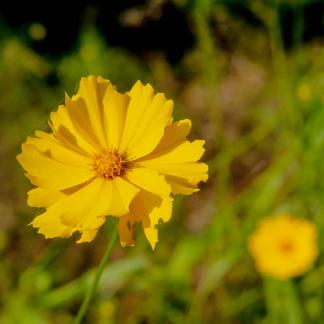 Familiar plants 10
