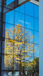 sweep the fallen leaves 10