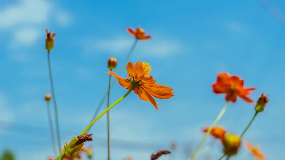 Natural flowers 1