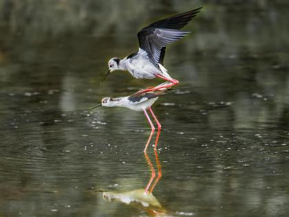 Water bird 2