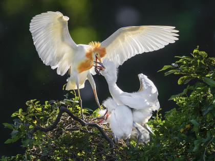 White bird 2