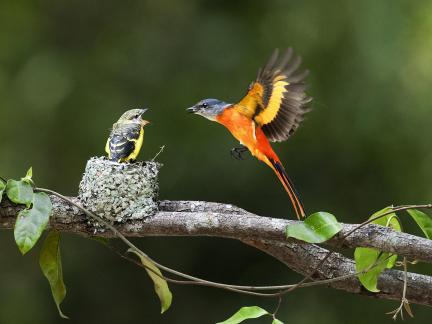 Yor bird 2