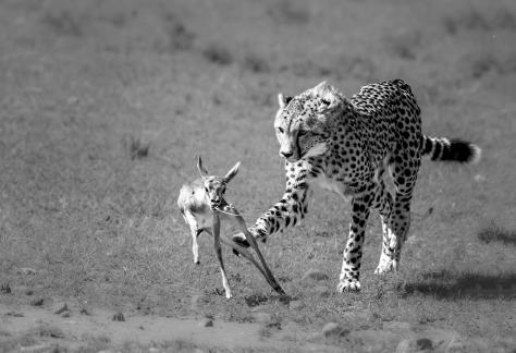 Predating Cheetah 3