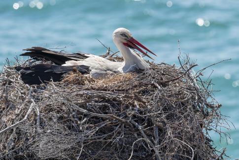 Stork Nesting