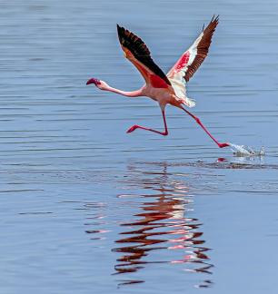 Flamingo Taking Off