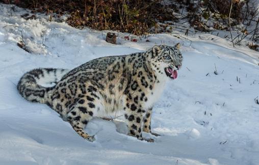 Snow Leopard Stalking 102