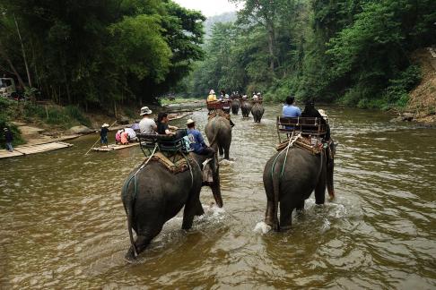 River related elephant groups