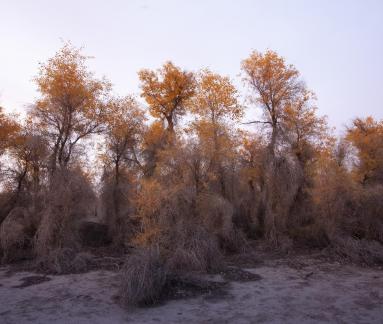 Xinjiang Populus euphratica 1