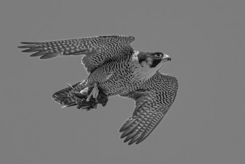 falcon9424